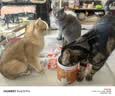 珍致（FancyFeast）珍致猫条猫零食喵酱之吻泰国进口软罐头成幼猫湿粮 【鸡肉+苹果40g*10】 实拍图