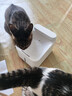 米家无线智能宠物饮水机2 小米猫咪饮水机喂水器自动循环 猫咪喂水机 实拍图