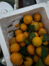 懒鲜生广东正宗沙糖桔清甜无渣砂糖橘新鲜 2斤净重 小果（30-40mm-花皮 介意慎拍） 实拍图