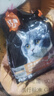 亿迪 猫粮10斤幼猫成猫老年全价全阶段蓝猫英短通用粮大包装 实拍图