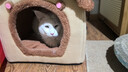 阿柴与猫封闭式猫窝大房子小型犬狗窝睡觉猫狗屋可拆洗四季通用宠物窝 实拍图