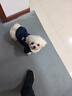 欢宠网宠物狗狗衣服猫咪猫小狗小猫泰迪比熊猫猫小型犬幼犬冬季保暖服饰 实拍图