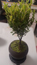 八芽 小叶赤楠盆景摆件室内绿植花卉盆栽老桩客厅办公室桌面好养植物 （【热销款】舍得紫砂盆赤楠+苔藓+底座） 实拍图