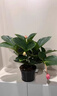 寄春JICHUN荷兰进口宝莲灯花盆栽带花苞办公室内圆叶高档名贵花卉绿植 圆叶宝莲灯(亚米加仑盆)带3个花苞发货 晒单实拍图