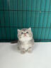 涴喵 纯种宠物猫咪活体金银渐层幼猫全程辅助养猫签订合同双重保障 宠物级 矮脚曼基康 实拍图