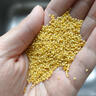 十月稻田 黄小米1kg 原粮产自赤峰市敖汉旗 内蒙古 敖汉小米 小米粥 实拍图