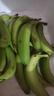 高山香蕉广西产地直发薄皮青果软糯香甜自然熟当季新鲜采摘纯天然 高山香蕉1斤 实拍图