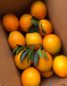 京觅江西赣南脐橙9斤净重橙子钻石果220g起手提礼盒甜橙水果源头直发 实拍图