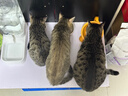 冠能猫粮幼猫猫粮3周-12月龄7kg 全价猫粮 添加牛初乳 增肥发腮 实拍图