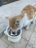 甜浪海猫碗陶瓷猫粮碗狗碗猫食盆猫咪喝水碗高脚斜口防打翻护颈喂食碗 实拍图
