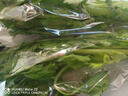【24小时菜】大芹菜约400g 实拍图