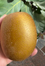 佳沛（zespri）新西兰  阳光金奇异果10粒礼盒巨大果单果约144-175g 水果 猕猴桃 实拍图