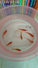 金鱼草金鱼观赏鱼冷水好养耐活小鱼苗锦鲤 5-7cm 红草金买3条送3条（加备损） 实拍图