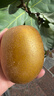 佳沛（zespri）新西兰  阳光金奇异果10粒礼盒巨大果单果约144-175g 水果 猕猴桃 实拍图