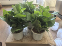 【绿萝盆栽】吸甲醛净化空气水培绿植物懒人花卉好养搬家礼物全 【热销5盆】绿萝+白色南瓜盆自吸水 整体含盆高度20-25cm 实拍图