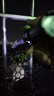 微笑鲨 强光手电筒超长续航超亮远射充电小型便携式防身氙气战术 标准版【400毫安】2-3小时 实拍图