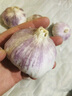 大蒜头出口品质网兜紫蒜蔬菜调料新鲜大果烧烤火锅食材 【精品网兜装】6头装 180g 实拍图