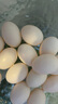 均鲜新鲜土鸽子蛋杂粮喂养农家特产白鸽蛋信鸽蛋孕妇宝宝年货节礼盒装 30枚610g左右精选鲜鸽蛋 实拍图
