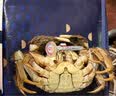 【活蟹】蟹宗鲜活大闸蟹螃蟹现货公5.5-5.8母4.0-4.3两4对8只生鲜海鲜节日礼品源头直发 实拍图