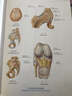 人体解剖彩色图谱第三版 3版全彩人卫奈特系统解剖学人体肌肉骨骼结构书3d尸检解刨学法医学类书籍教材人民卫生出版社 实拍图