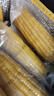 京鲜生 东北黄玉米260g*10棒 真空包装黏玉米棒粘玉米 源头直发 实拍图