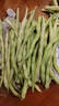 京鲜生山东新鲜白芸豆净重1.5斤装白不老新鲜蔬菜源头直发包邮 实拍图