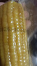 京鲜生 东北黄玉米260g*10棒 真空包装黏玉米棒粘玉米 源头直发 实拍图