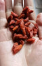 方家铺子 有机红枸杞200g 有机认证特优级红枸杞子送长辈父母 实拍图