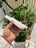 素洛新款桃花苹果iPhone17promax手机壳Air液态小羊皮16pro防摔15plus高级感14男女情侣12保护壳11全包 古董白【桃花】 iPhone14 Pro 实拍图