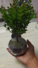 八芽 小叶赤楠盆景摆件室内绿植花卉盆栽老桩客厅办公室桌面好养植物 （【热销款】舍得紫砂盆赤楠+苔藓+底座） 实拍图