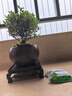 开时果 小叶赤楠盆景摆件 办公室桌面绿植花卉好养盆栽植物源头直发包邮 【推荐款】舍得紫砂盆+苔藓+底座 实拍图