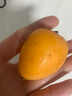 京鲜生 四川枇杷五星枇杷 净重2斤  单果20-30g 生鲜水果 实拍图