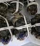 【活蟹】阳澄联合鲜活大闸蟹现货全母蟹3.0-3.3两8只生鲜螃蟹大只去绳足重海鲜礼盒 实拍图