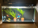 米家（MIJIA）小米米家智能生态鱼缸还原自然生态补仓一次三月无忧出差旅行必备 实拍图