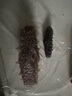 宫品 有机淡干海参4A半斤250g 30-40只威海刺参家庭装 特产干货 实拍图