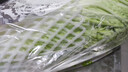 【霜打菜】翡翠褶大白菜1.2kg 实拍图