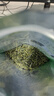酒都屏山炒青2025新茶绿茶四川宜宾明前特产茶叶高山茶250g袋装 屏山炒青250g 明前嫩叶 栗香浓郁 实拍图