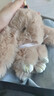 厂家直供仿獭兔毛装死兔挂件 可爱萌萌兔毛绒 包包手机车饰钥匙扣 浅卡色 实拍图
