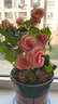 丽格海棠重瓣大花盆栽红玫瑰室内客厅阳台四季开净化空气好养花卉 【开花爆盆】公主 丽格海棠带花苞 不含盆 实拍图