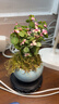 开时果 金枝玉叶盆栽多肉植物盆景 办公室内桌面花卉小绿植源头直发包邮 【热销款】哥窑浅蓝盆+苔藓+底托 实拍图