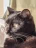 维倍思VET'SBEST绿十字猫罐头排毛化毛猫咪零食成猫补水主食罐头85g*6罐 实拍图
