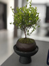 八芽 小叶赤楠盆景摆件室内绿植花卉盆栽老桩客厅办公室桌面好养植物 （【热销款】舍得紫砂盆赤楠+苔藓+底座） 实拍图