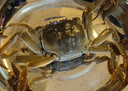 【活蟹】鲜京采鲜活大闸蟹 全母蟹1.8两 4对8只 去绳足重 蟹类螃蟹河蟹生鲜礼盒 实拍图