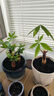 发财树盆栽大植物室内办公室桌面客厅小盆景招财树苗绿植花卉盆栽 三杆发财树 5-8cm【原盆】 【送肥料】 实拍图