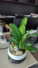 自然空间君子兰盆栽室内花卉绿植送礼 玉岚双拼君子兰+2兔+180座 源头直发 实拍图