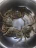 【活蟹】蟹宗大闸蟹鲜活螃蟹河蟹现货全母3.5-3.8两8只去绳足重水产生鲜海鲜礼品礼盒 实拍图