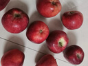 京鲜生 甘肃天水花牛苹果 又大又红 净重10斤 单果200g以上 新鲜水果  实拍图