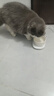HELLOJOY猫咪加热宠物陶瓷碗恒温饮水碗狗狗食盆冬季保温 三档控温400ML 实拍图