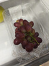 京鲜生 克伦森无籽红提 净重3斤装 葡萄/提子生鲜水果 克伦生 源头直发 实拍图