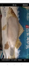 仙泉湖冷冻白蕉海鲈鱼2斤 肉厚刺少生鲜水产食材1斤*2条 生鲜食材 实拍图